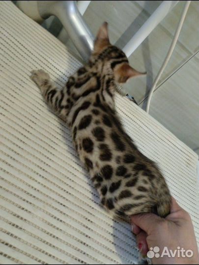 Бенгальская кошка