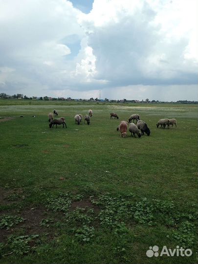 Романовские овцы племенные