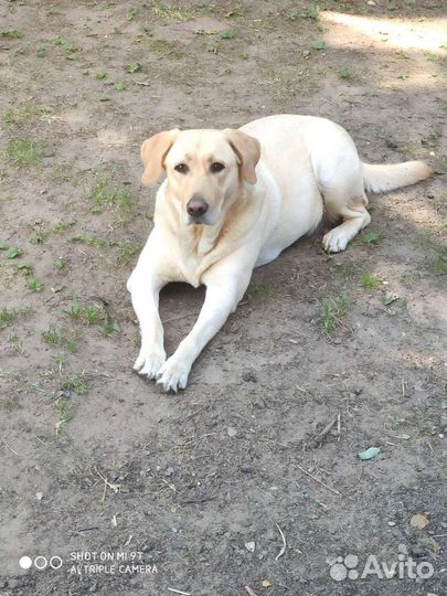 Лабрадор вязка, девочка