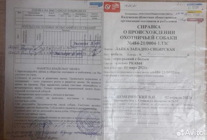 Западно-сибирская лайка