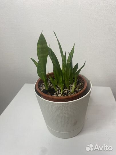 Сансевиерия