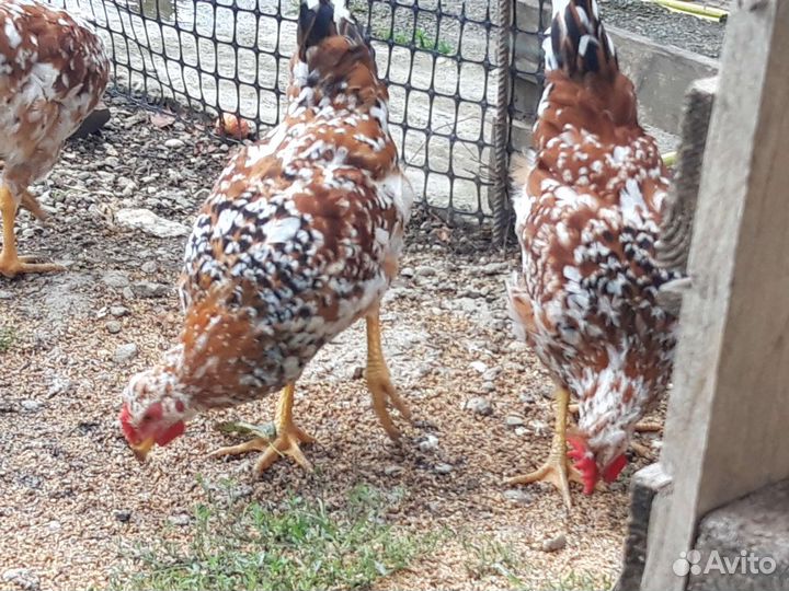 Молодые петухи породистые