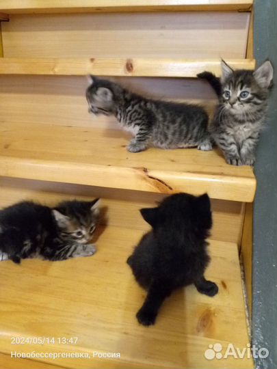 Котята в добрые руки