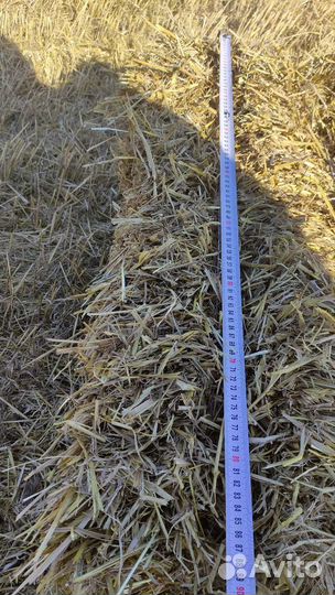 Солома ячменная в тюках