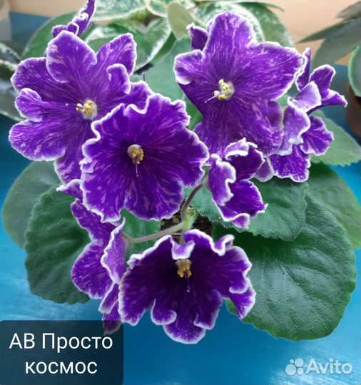 Детки сортовых фиалок и укорененные листы