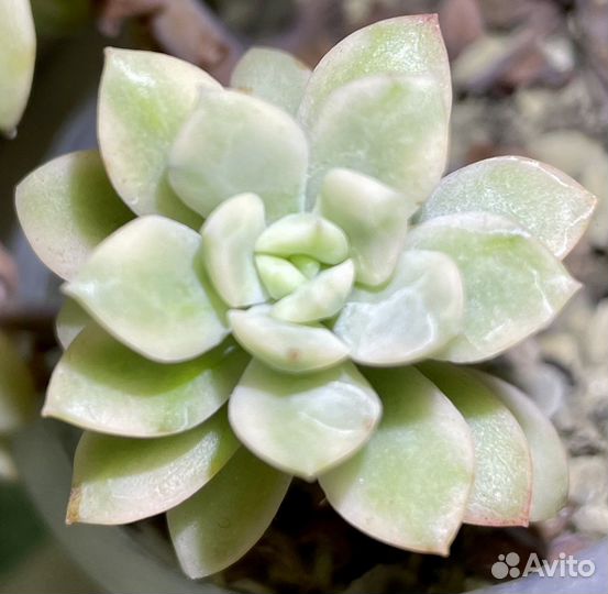 Суккуленты вариегатные