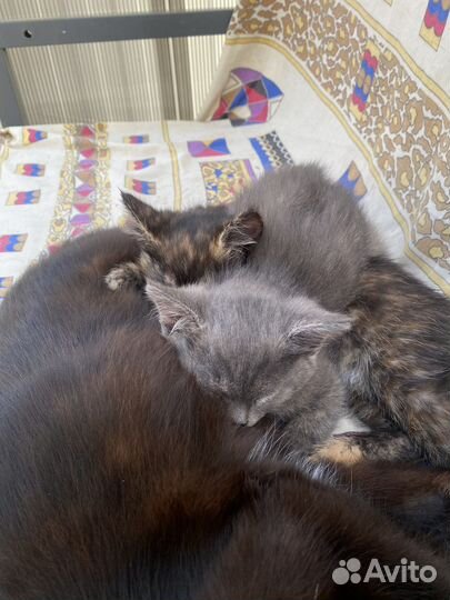 Отдам котят в добрые руки