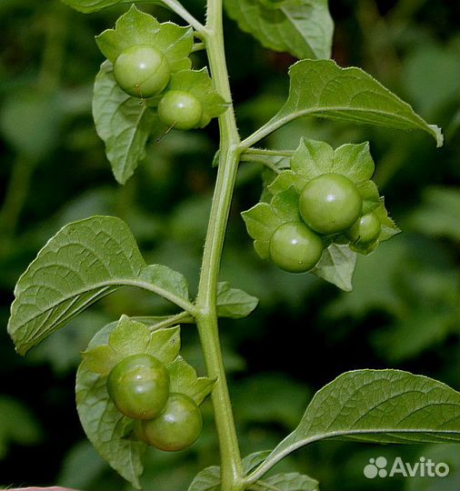 Сараха овощная (Saracha edulis) 20 семян
