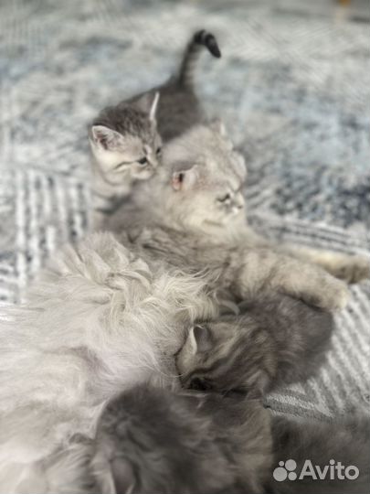 Британские котята