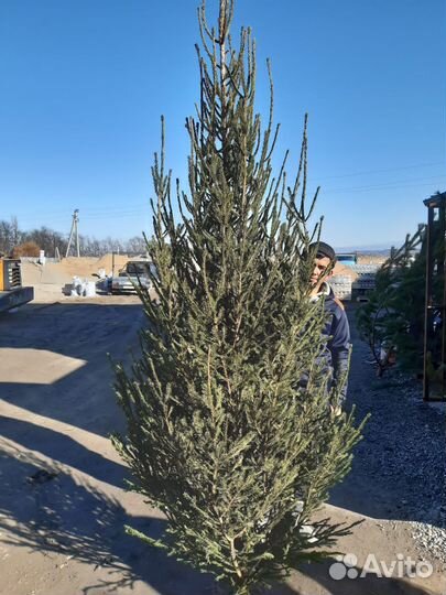 Елка новогодняя Ель Сосна опт