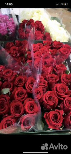 Розы цветы
