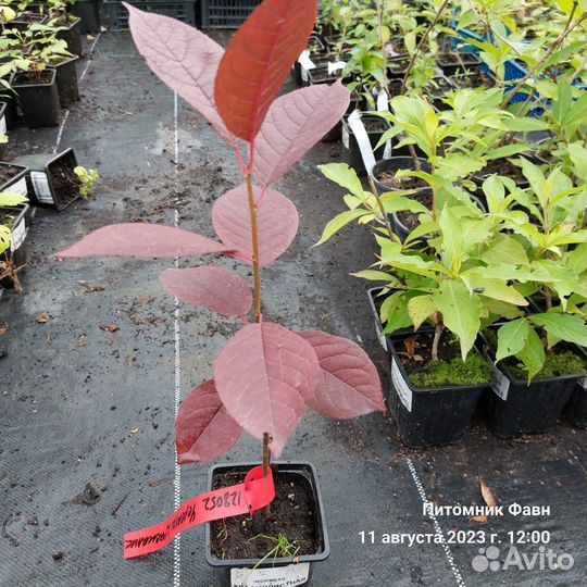 Черемуха Краснолистная