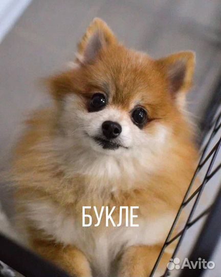 Ласковая девочка ищет дом