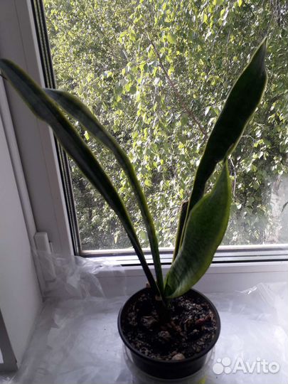 Спатифиллум ,драцена,кактусы разные