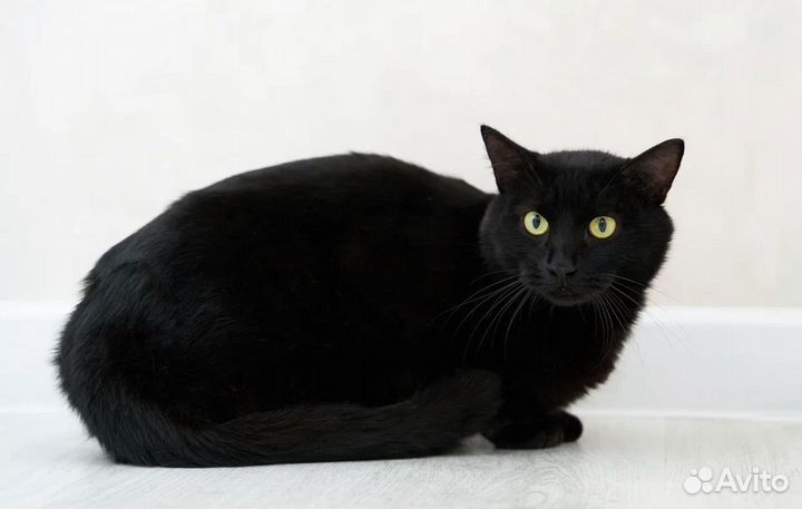 Томас в добрые руки