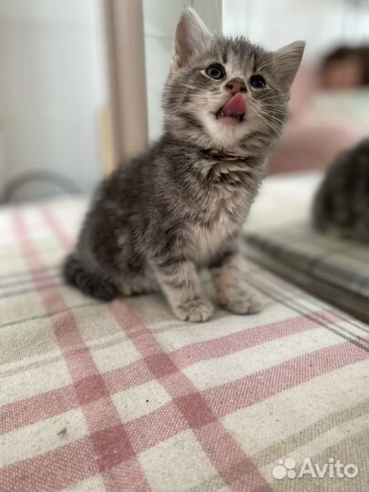 Котята в добрые руки бесплатно