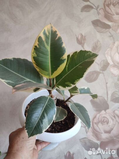 Редкие фикусы