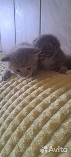 Шотландская вислоухая кошка бесплатно