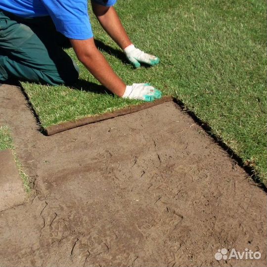 Рулонный газон