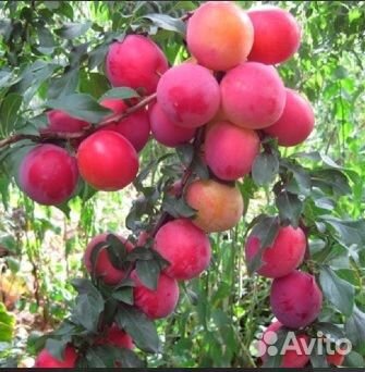 Алыча Кубанская комета, Царская Н1,5м