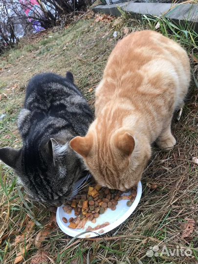 Красивые котики