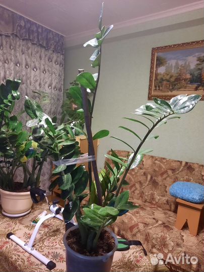 Замиокулькас (долларовое дерево)