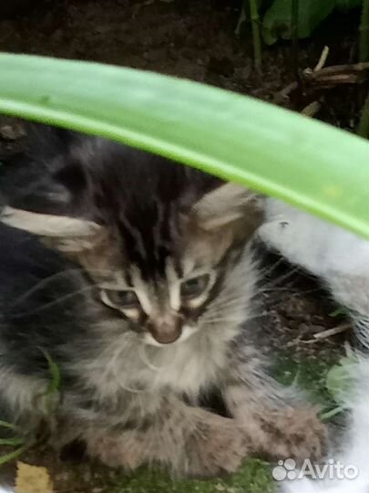 Котята и кошка