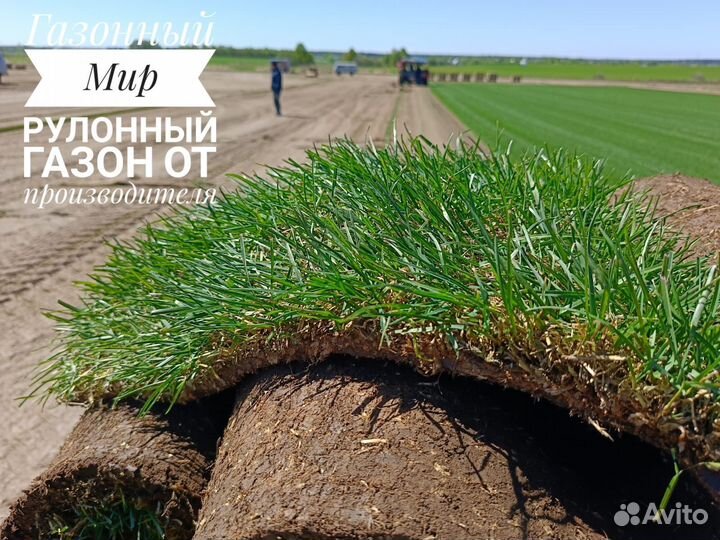 Рулонный газон