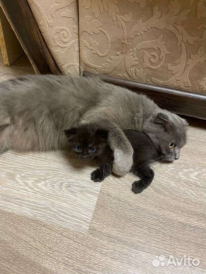 Котята