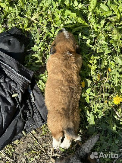 Маленькие щенята ищут дом