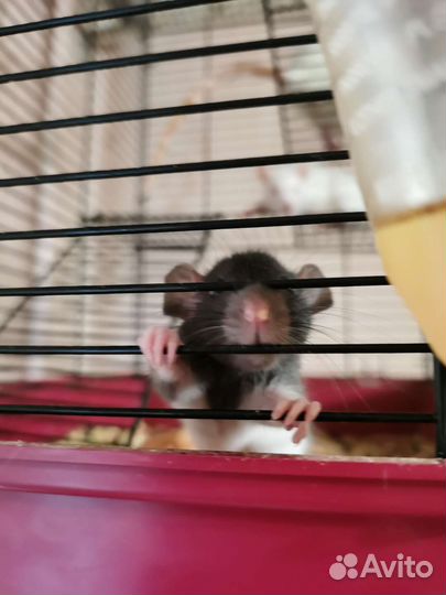 Крыса дамбо