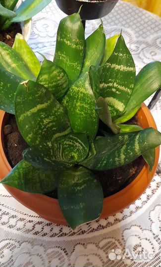 Щучий хвост