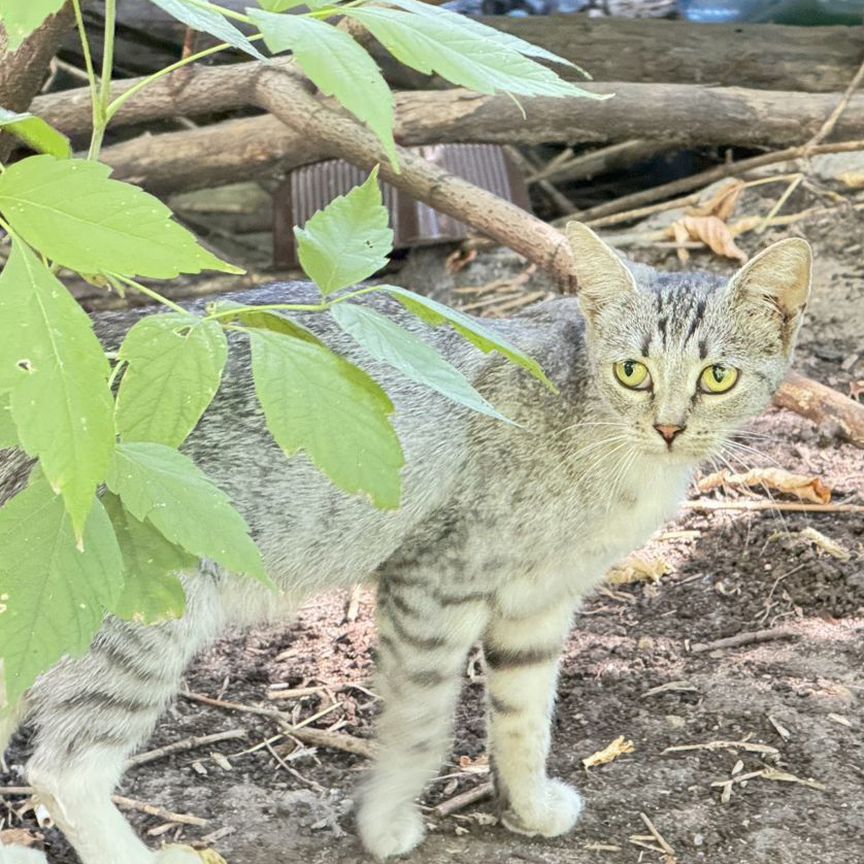 Самая грустная кошечка