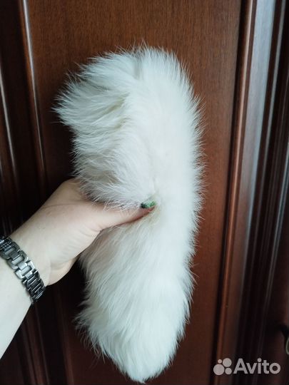 Хвост лисий. Для поделок может