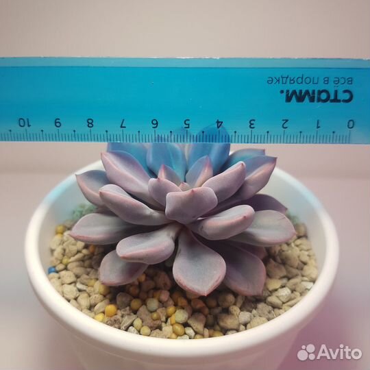 Суккуленты