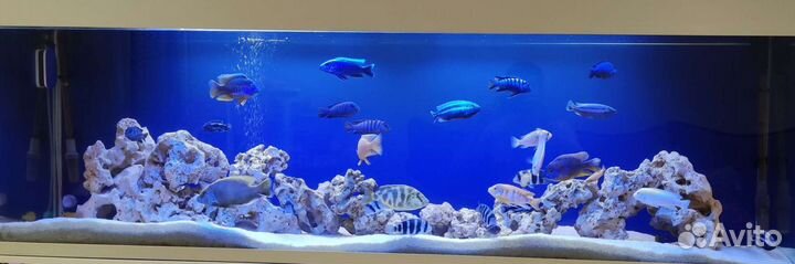 Обслуживание и чистка аквариумов