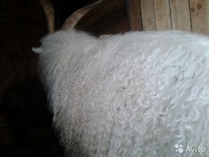 Козий пух, кардер