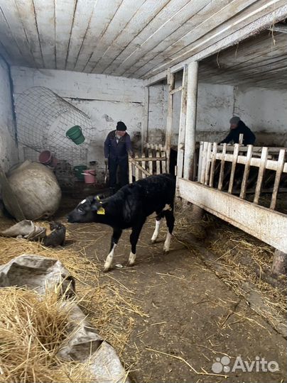 Телки бычки телята