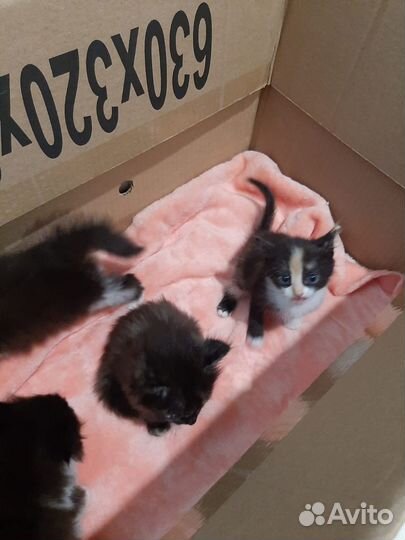 Отдам котят в добрые руки