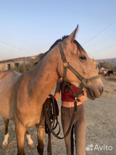 Продам жеребца