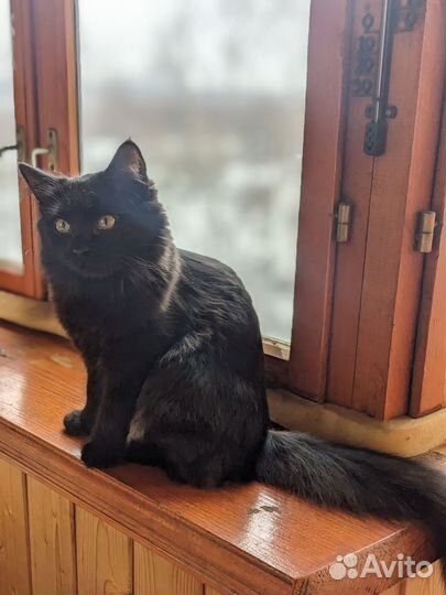 В надежные руки