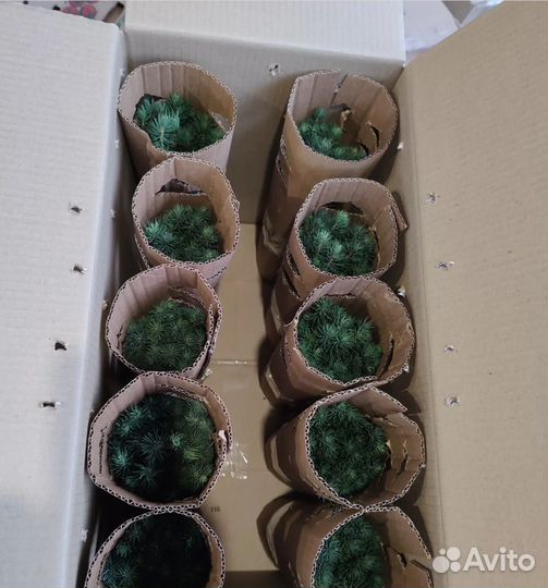 Ель голубая саженцы / сеянцы