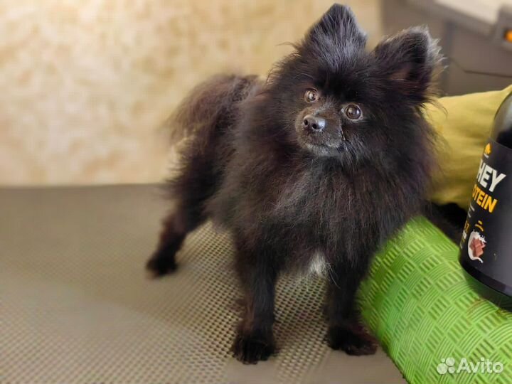 Померанский шпиц мальчик