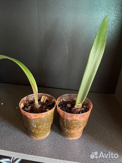 Домашние цветы