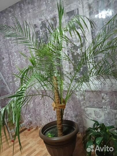 Пальма юкка