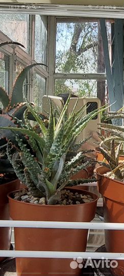 Алоэ сортовые