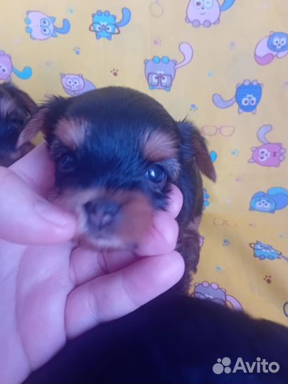 Йоркширский терьер мини беби фейс щенки