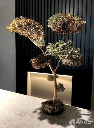 Дерево Цетрария