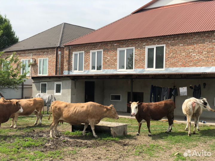 Коровы и телки