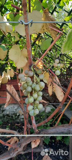 Виноград восторг